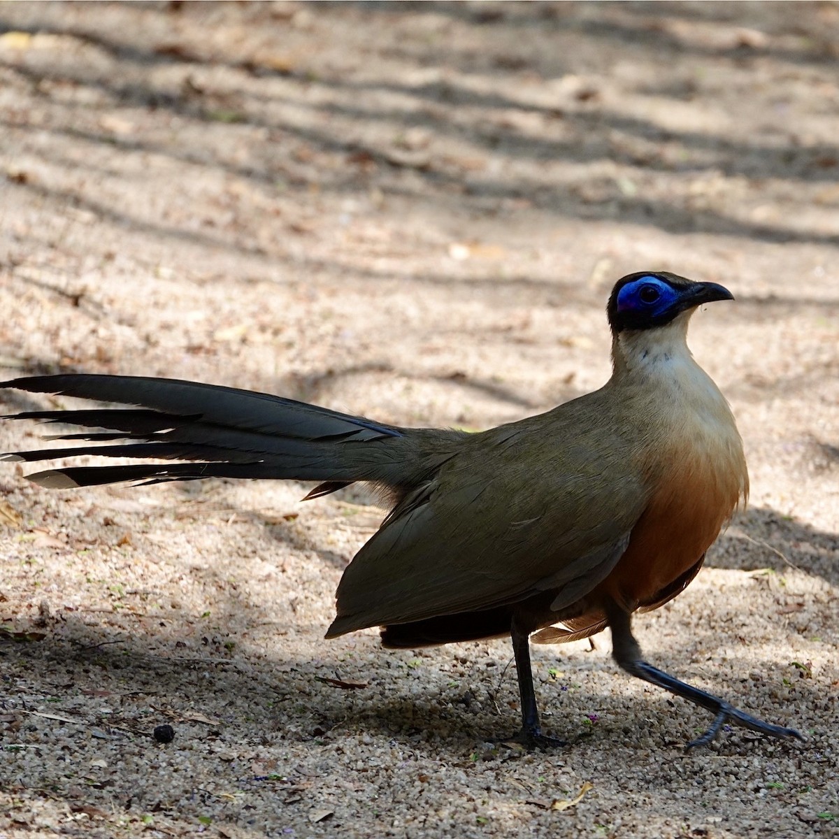 Giant Coua - ML626393120