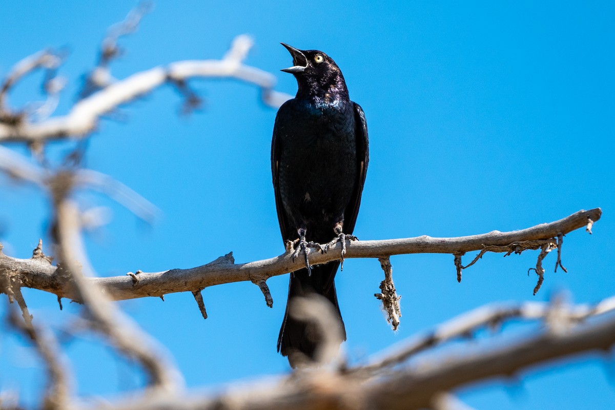 Brewer's Blackbird - ML626393160