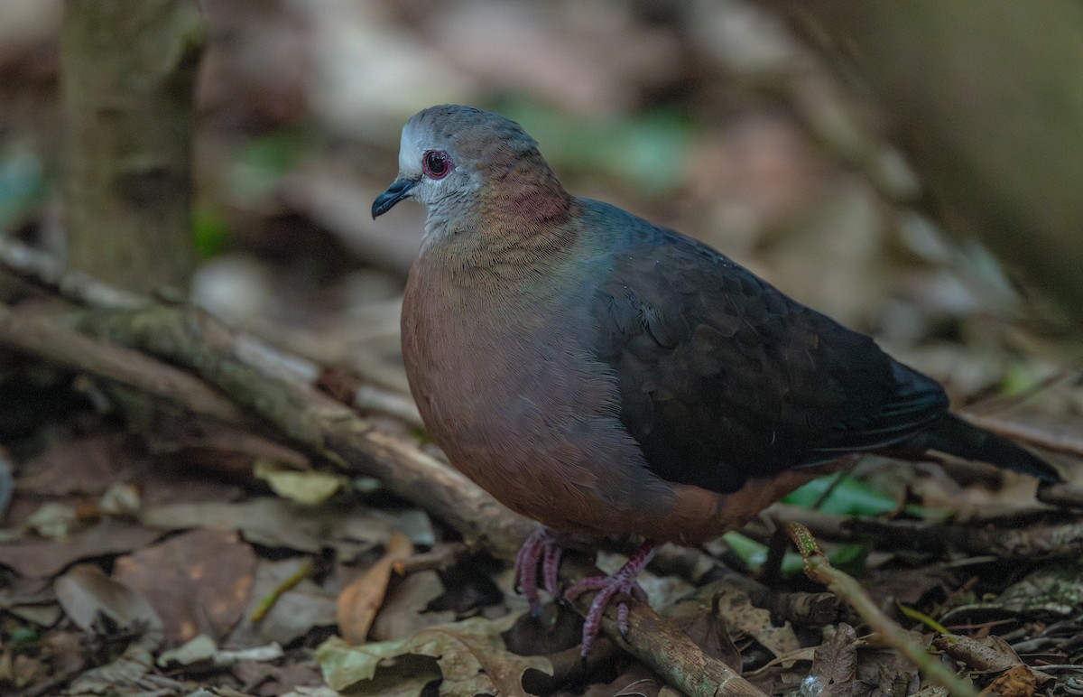 Paloma Caripálida (larvata/bronzina) - ML626393180