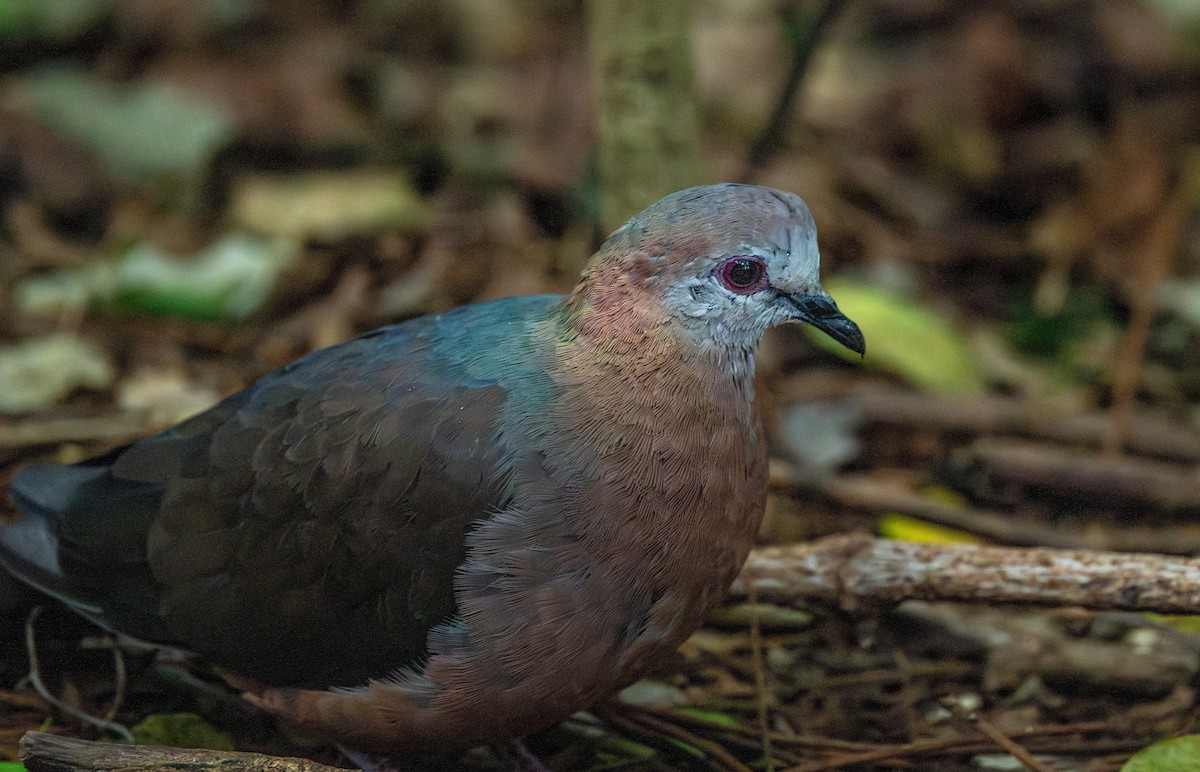 Paloma Caripálida (larvata/bronzina) - ML626393232