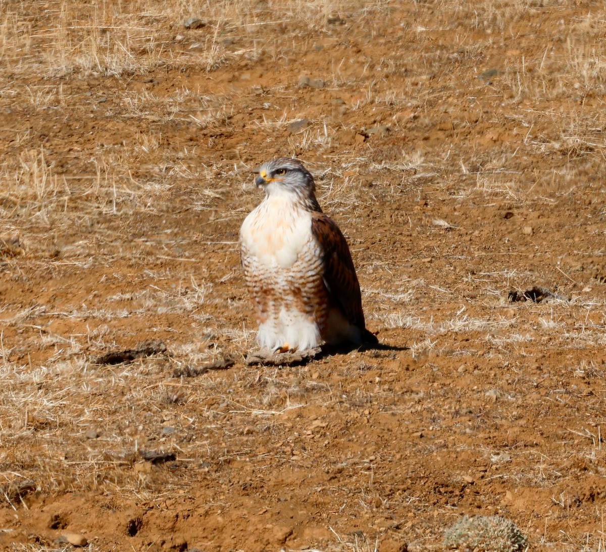 Königsbussard - ML626393376