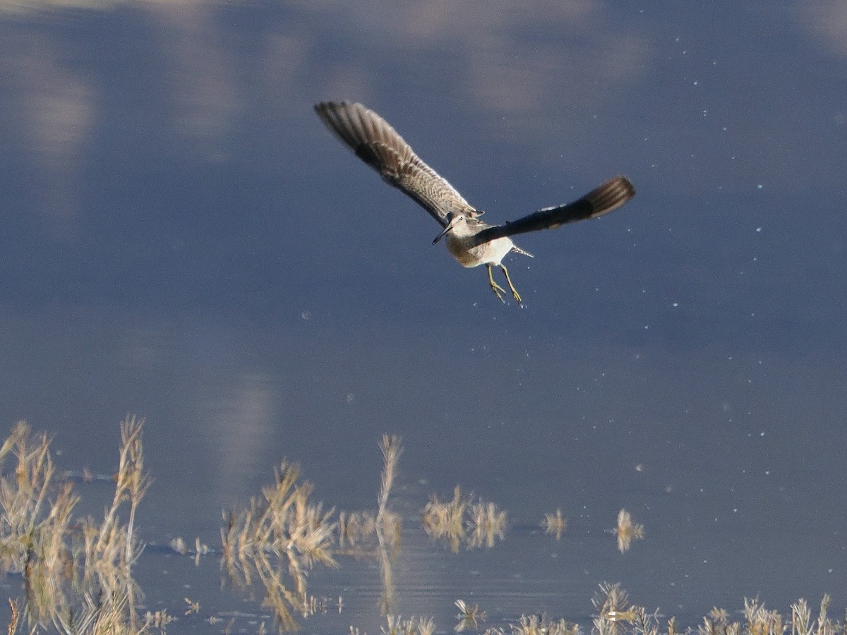 Long-billed Dowitcher - ML626393494