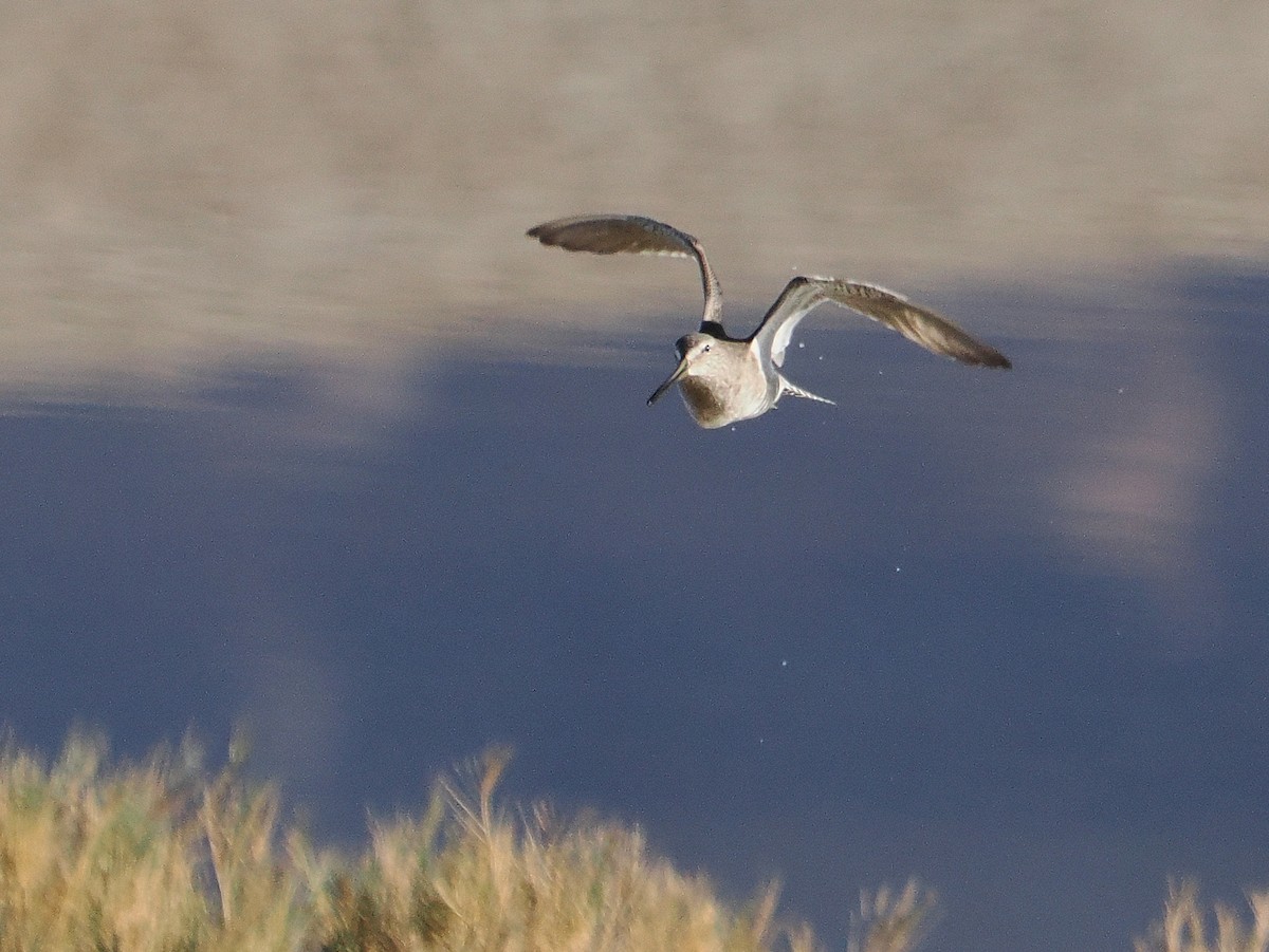 Long-billed Dowitcher - ML626393495