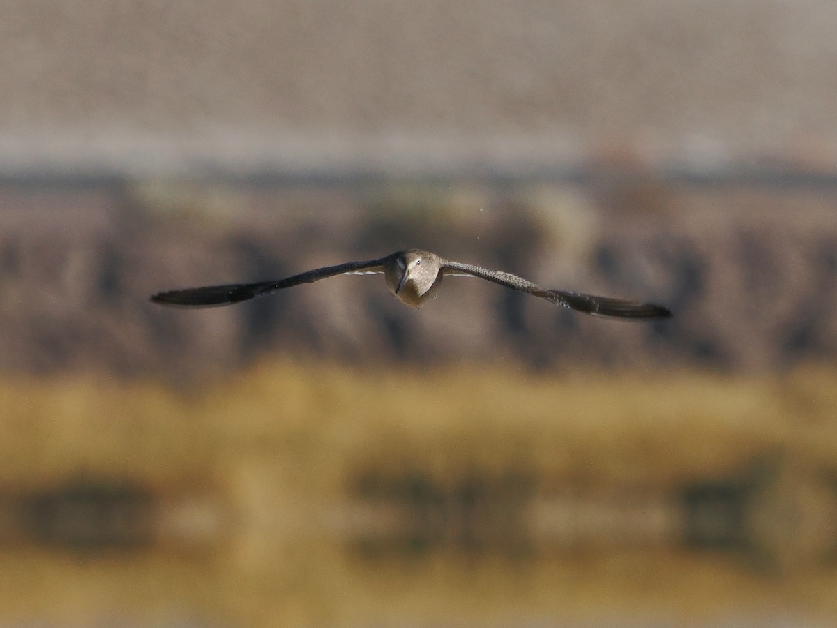 Long-billed Dowitcher - ML626393496
