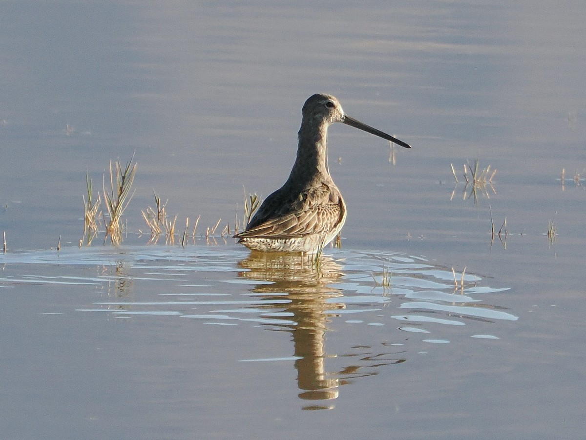 Long-billed Dowitcher - ML626393497