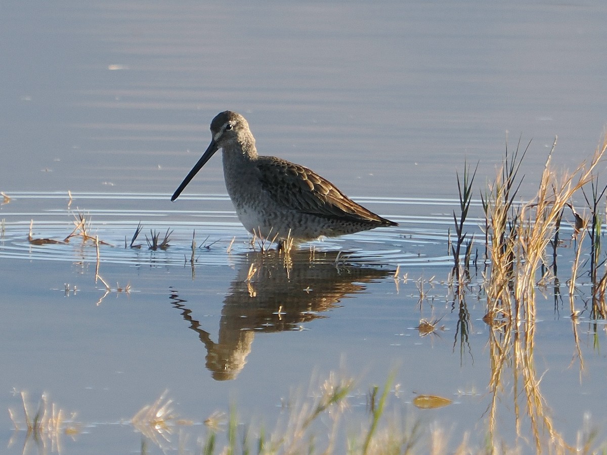 Long-billed Dowitcher - ML626393498