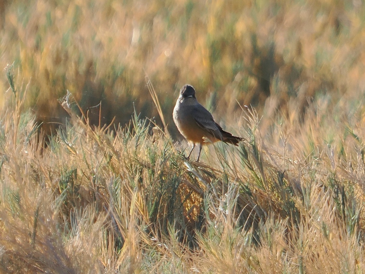 Say's Phoebe - ML626393548