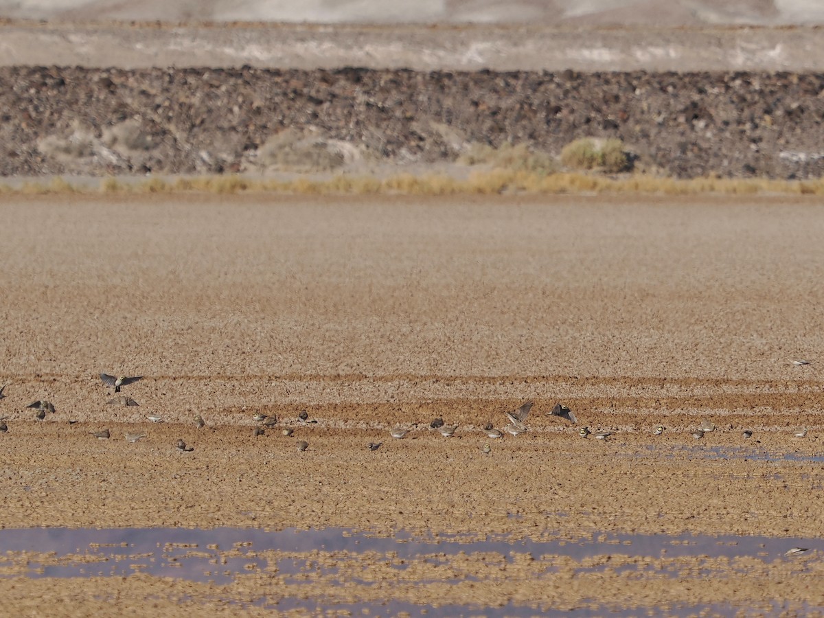 Horned Lark - ML626393586