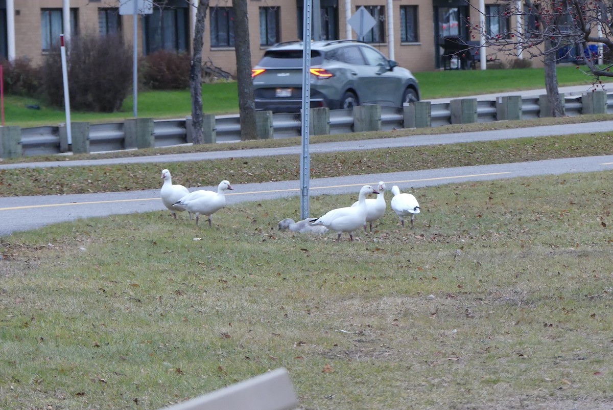 husa sněžní - ML626393925