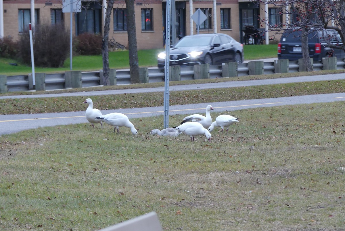 husa sněžní - ML626393932