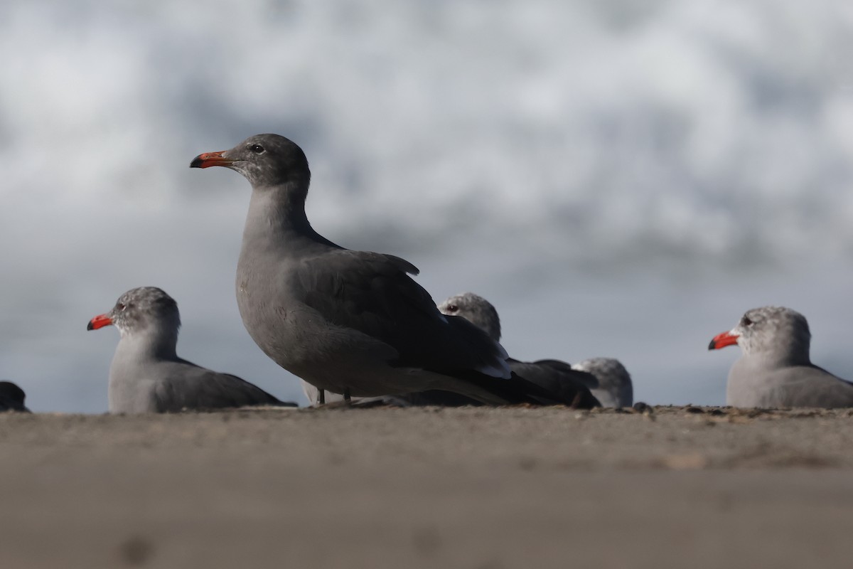 Gaviota Mexicana - ML626394028