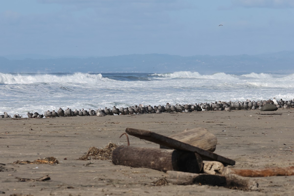 Gaviota Mexicana - ML626394034