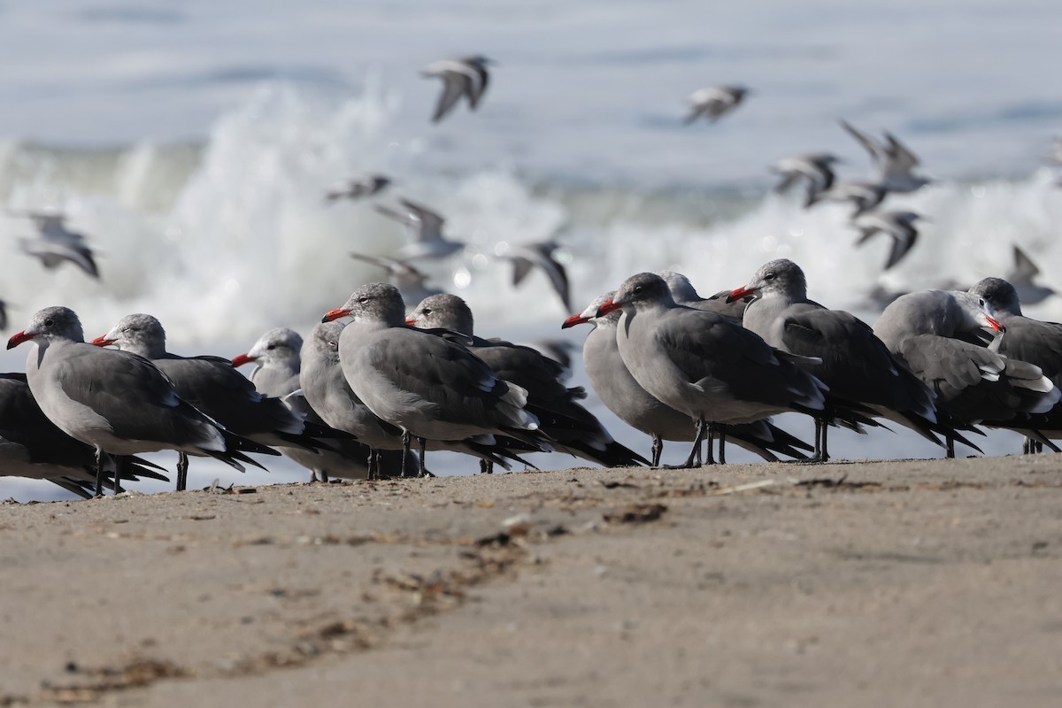 Gaviota Mexicana - ML626394050