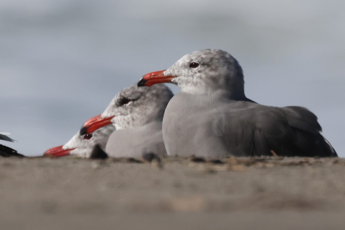 Gaviota Mexicana - ML626394060