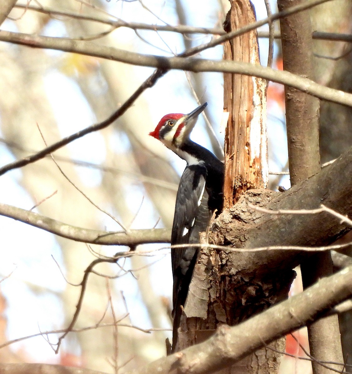Pileated Woodpecker - ML626394111