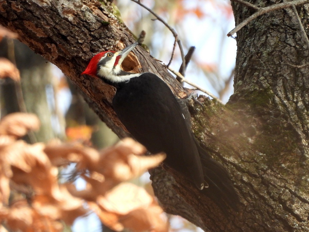 Pileated Woodpecker - ML626394113