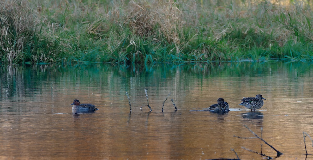 Ногоохон нугас - ML626394127