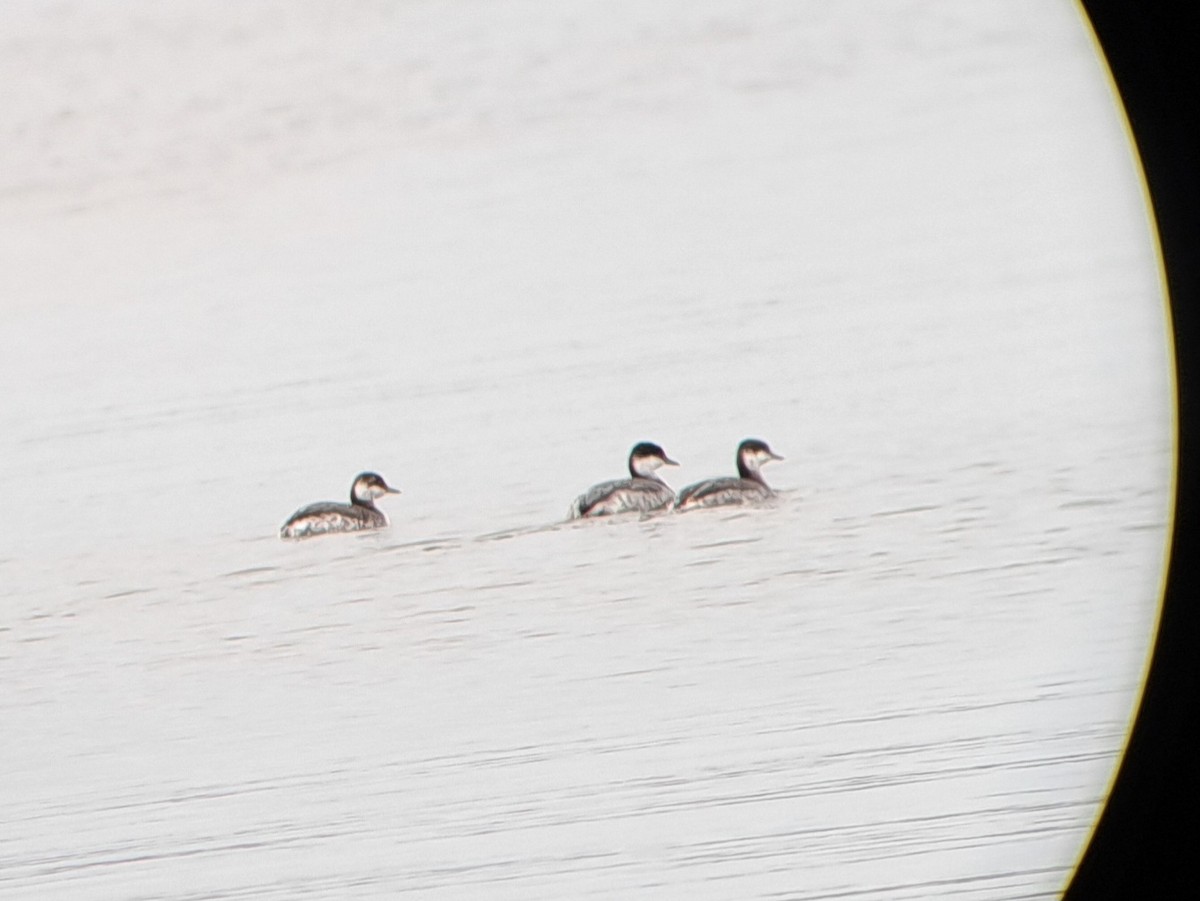 Ohrentaucher - ML626394301