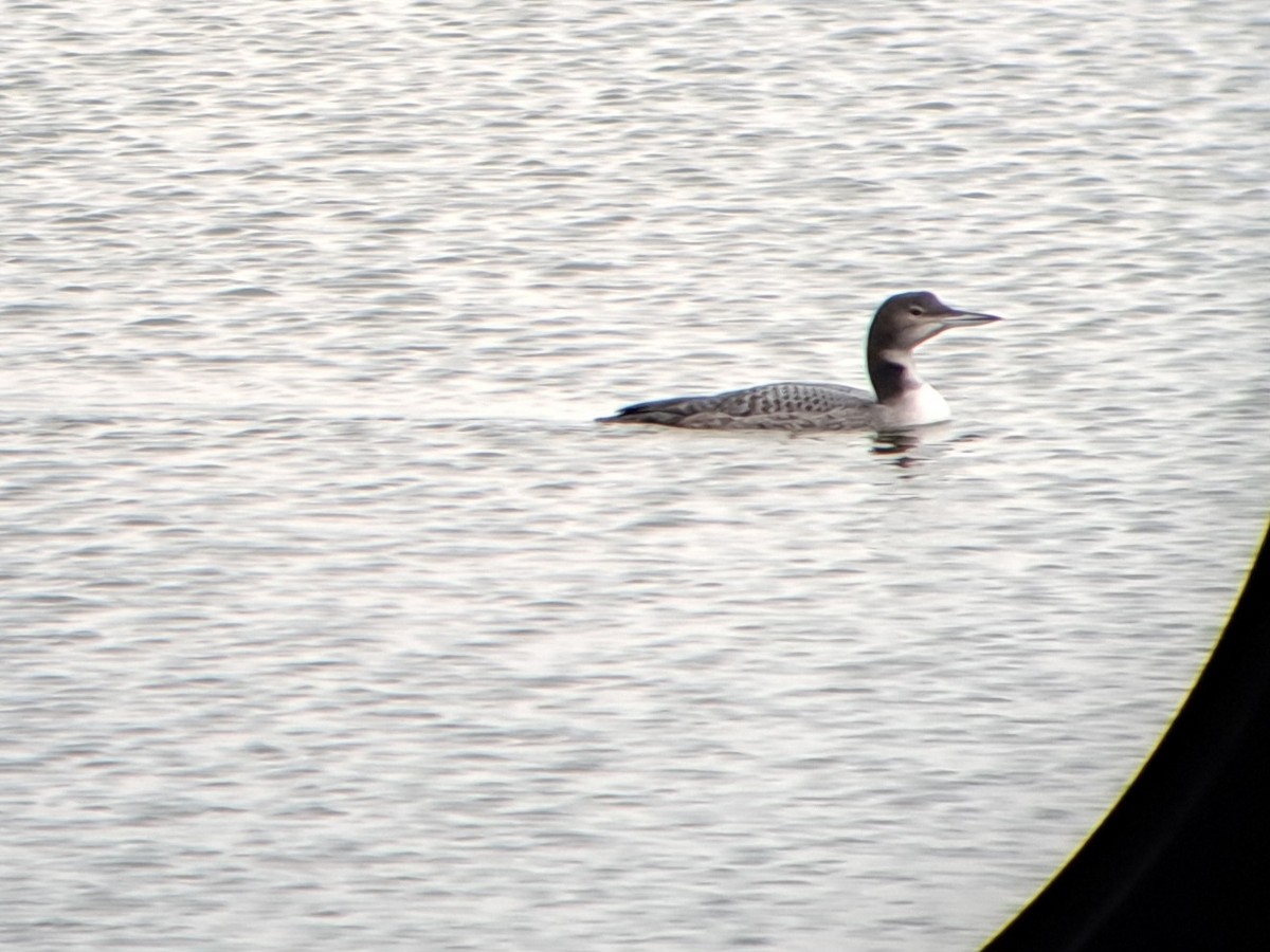 Eistaucher - ML626394316