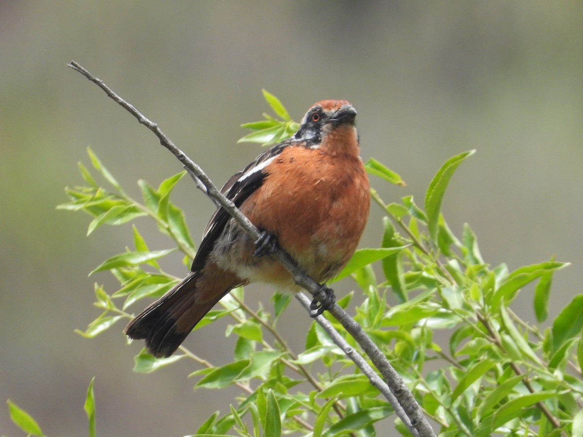 Rufous-tailed Plantcutter - ML626394491