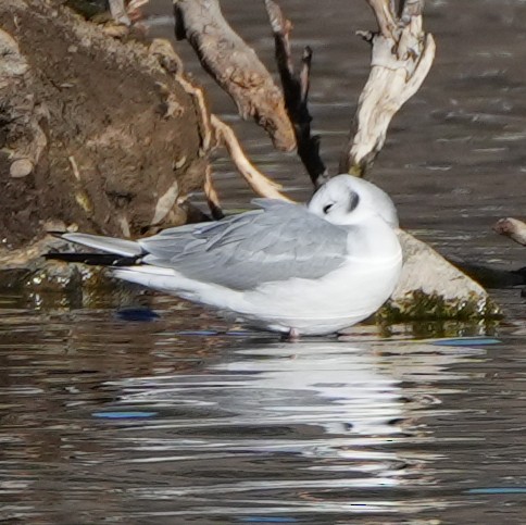 Bonaparte's Gull - ML626394500