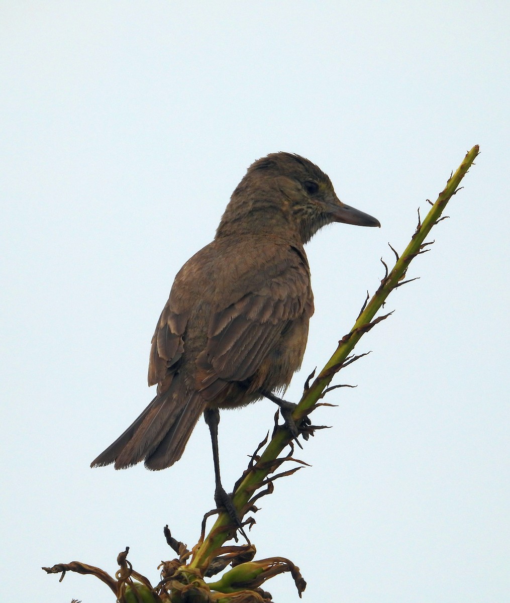 Great Shrike-Tyrant - ML626394537
