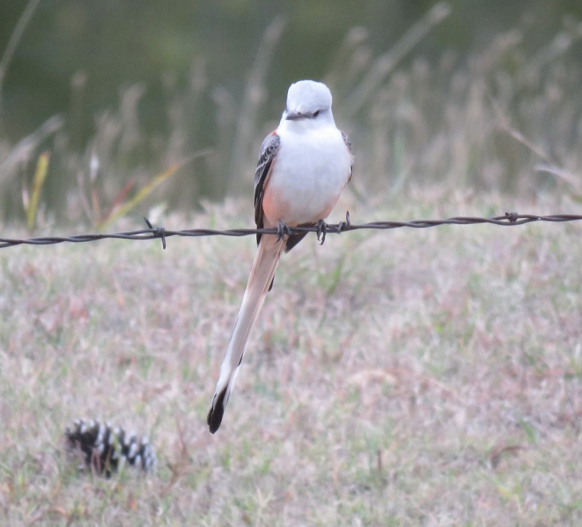 Scissor-tailed Flycatcher - ML626394569