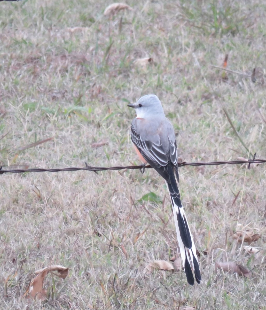 Scissor-tailed Flycatcher - ML626394570