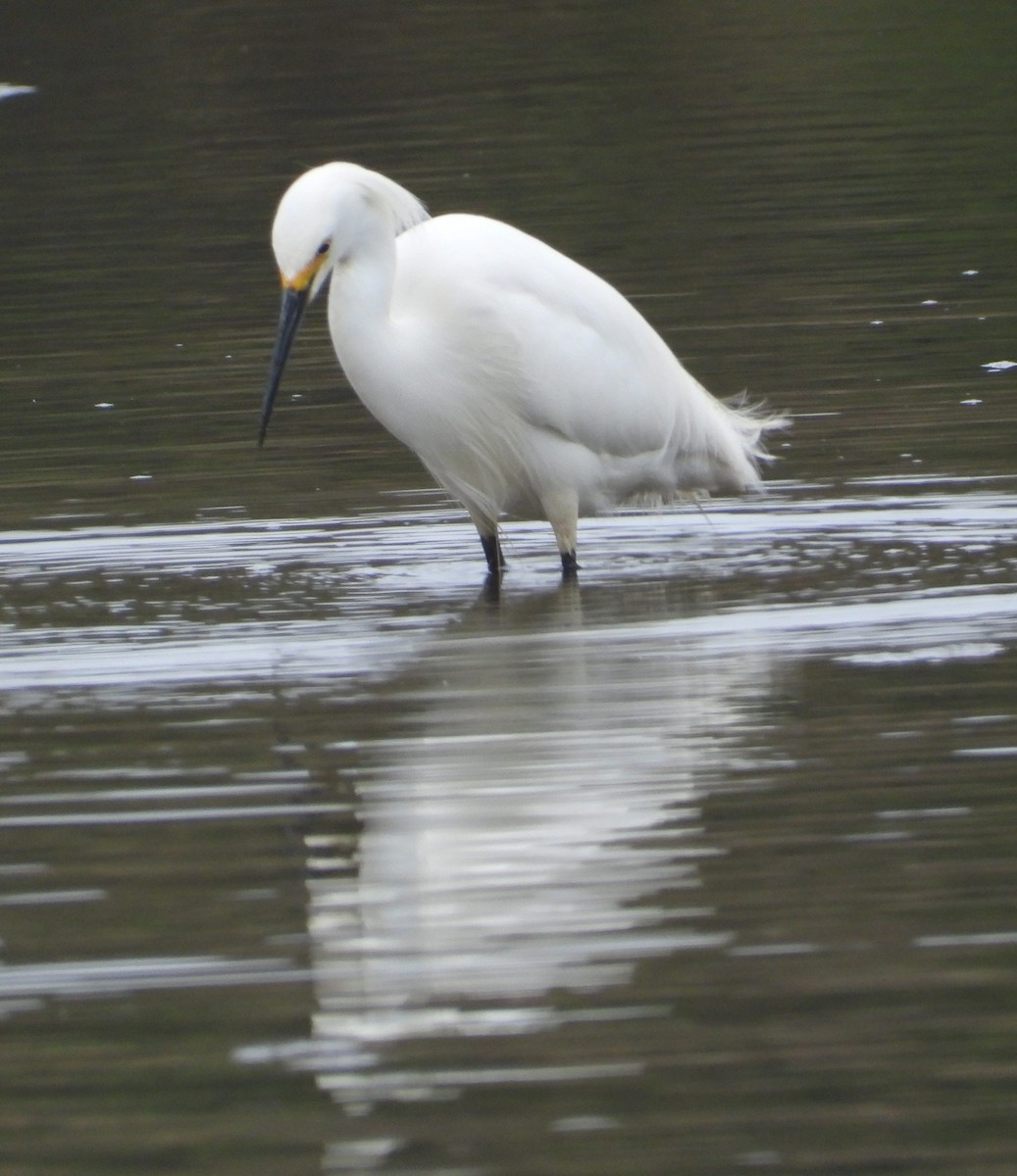 Snowy Egret - ML626394605