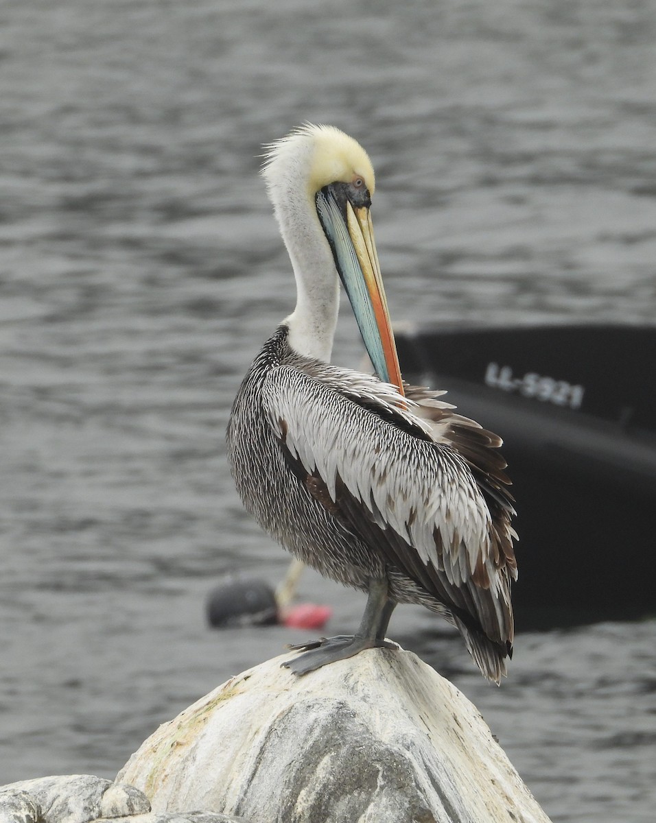 Peruvian Pelican - ML626394675