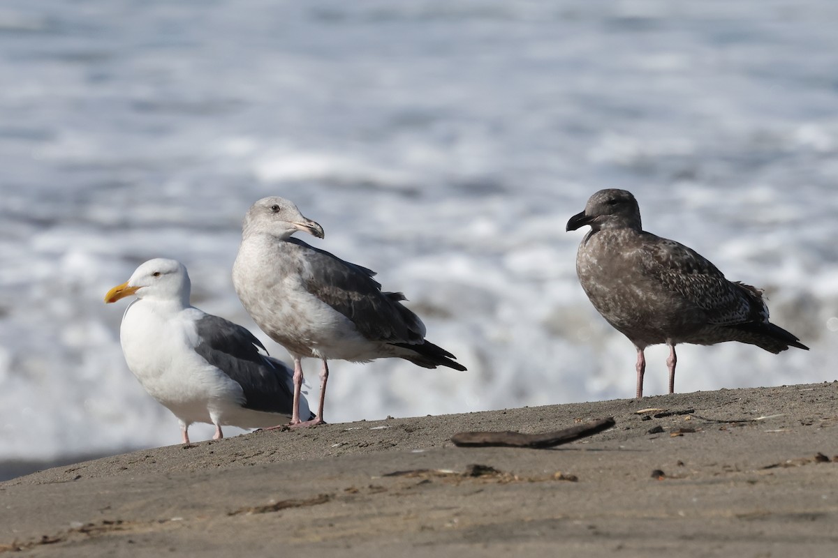 Gaviota Occidental - ML626394701