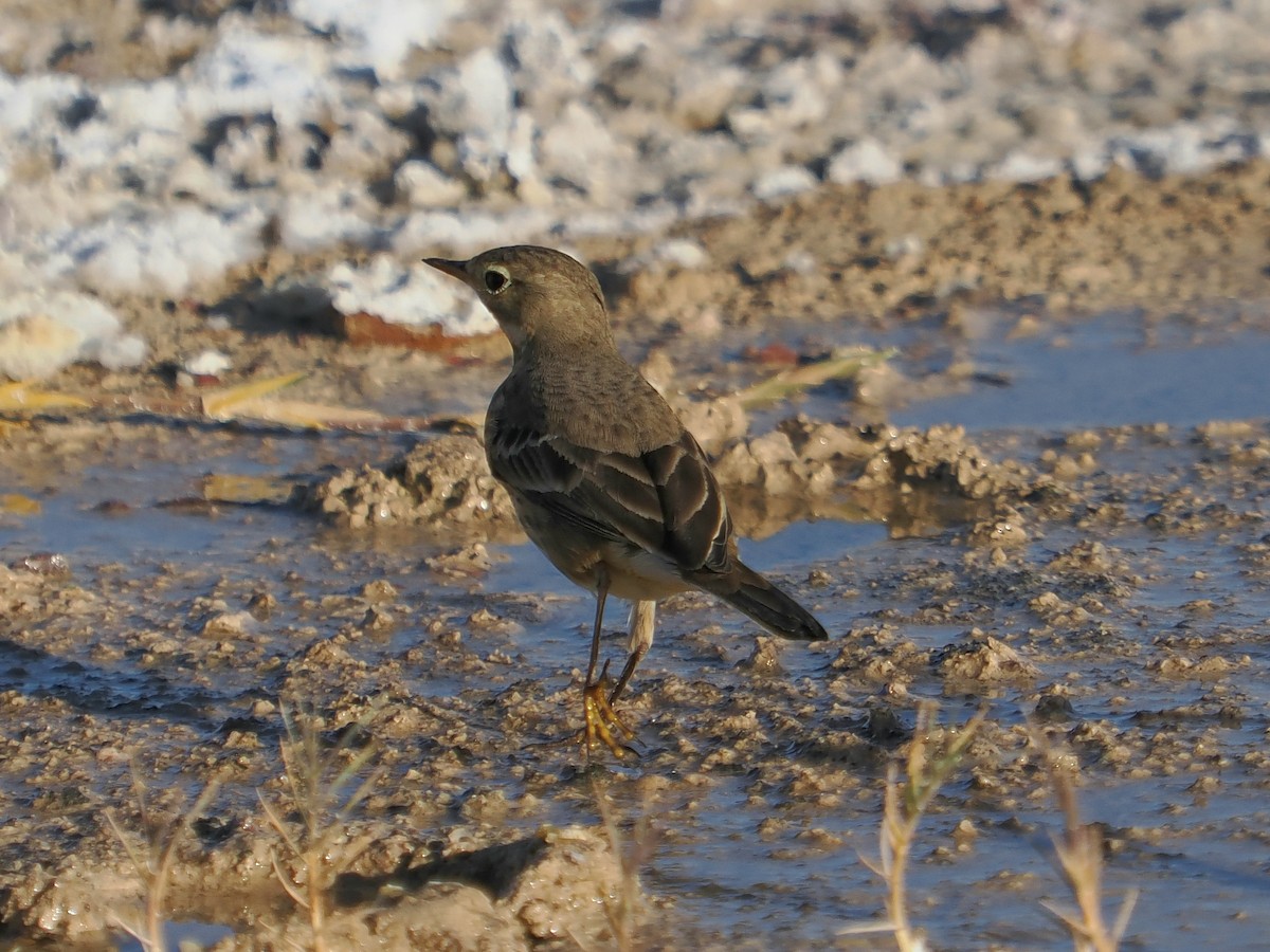 American Pipit - ML626394823