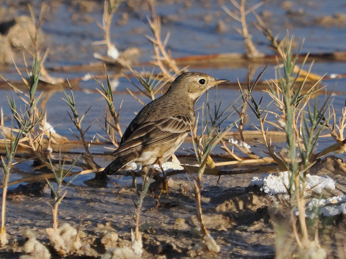 American Pipit - ML626394824