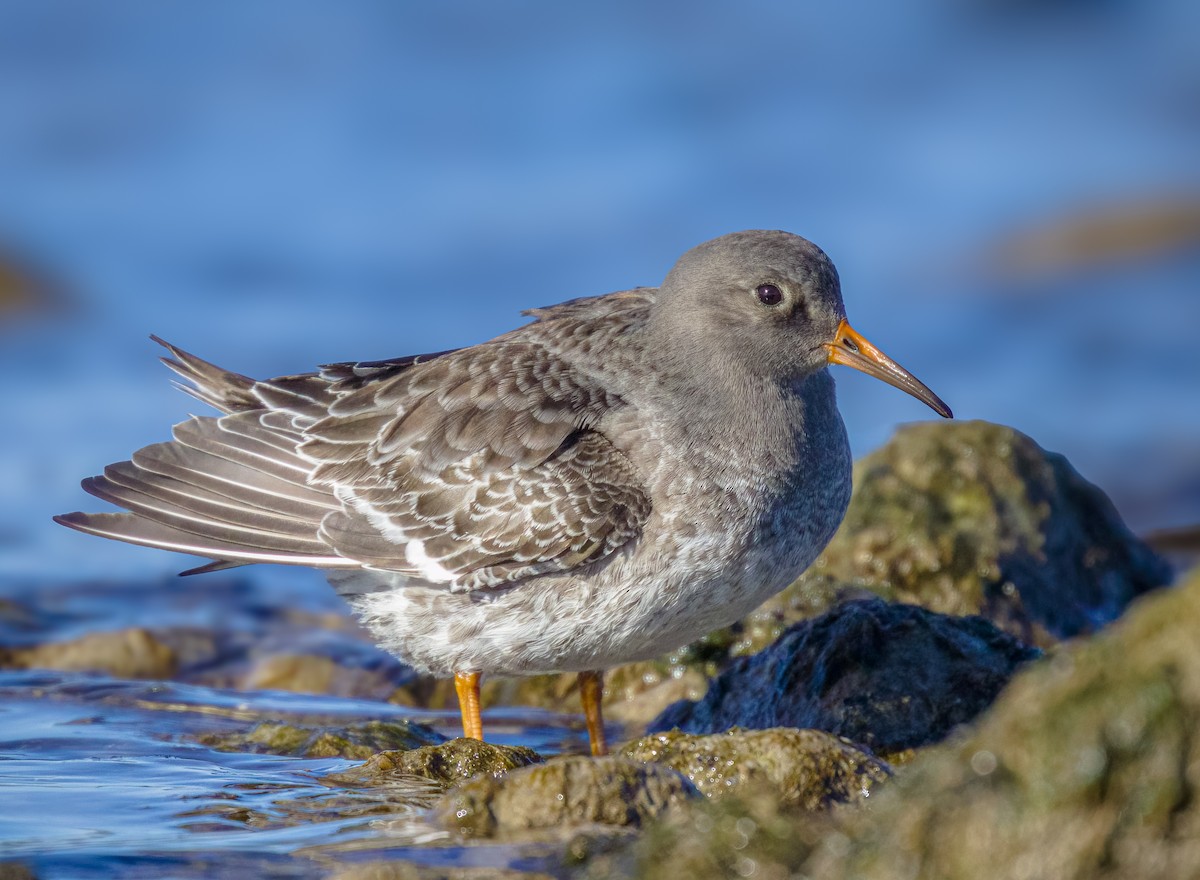 Purple Sandpiper - ML626395059