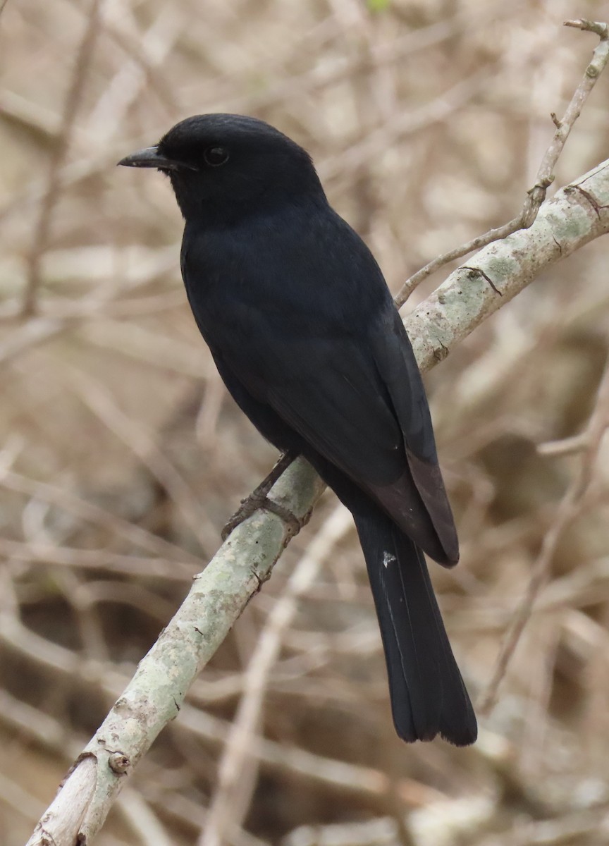 Çatal Kuyruklu Drongo - ML626395086