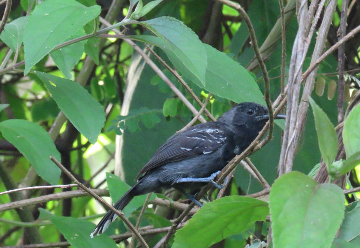 Bananal Antbird - ML626395251