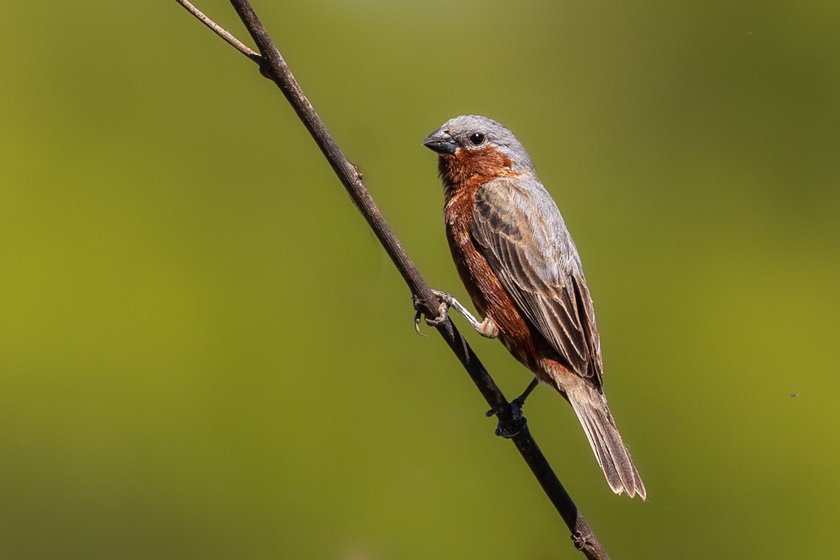 Rufous-rumped Seedeater - ML626395308