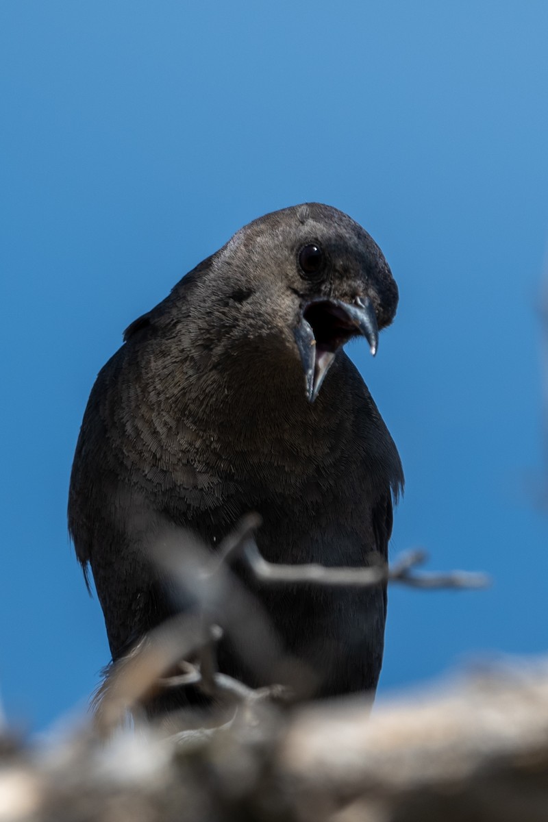 Brewer's Blackbird - ML626395379