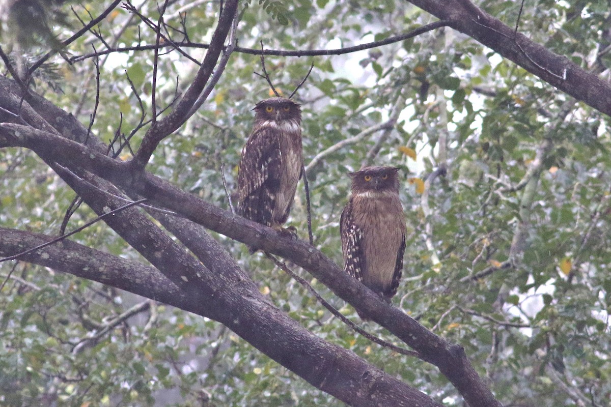 Brown Fish-Owl - ML626395776