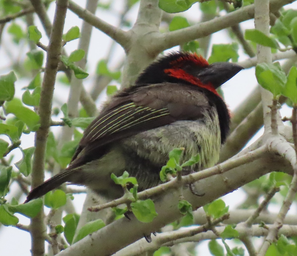 Kara Kolyeli Barbet - ML626395900