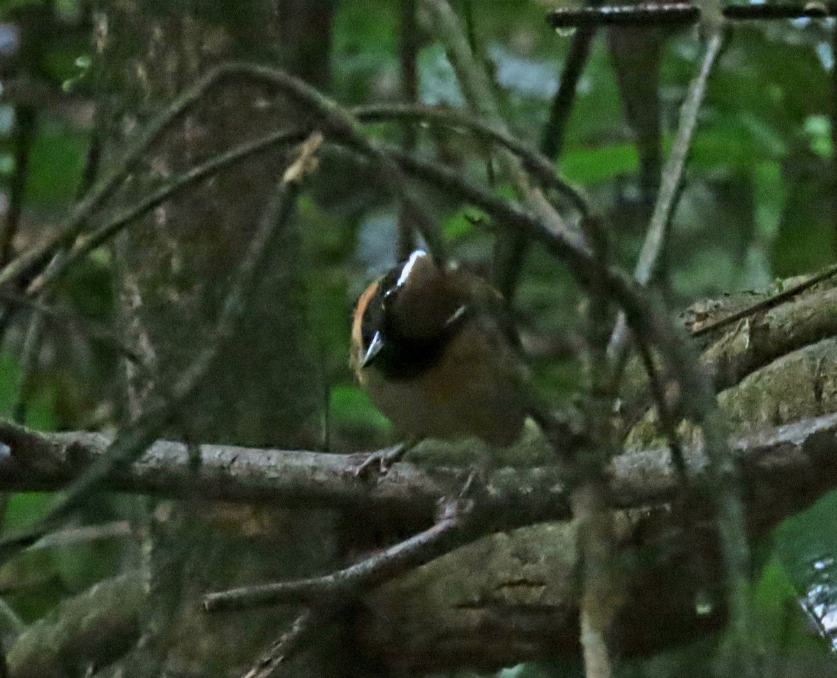 Black-breasted Gnateater - ML626396138