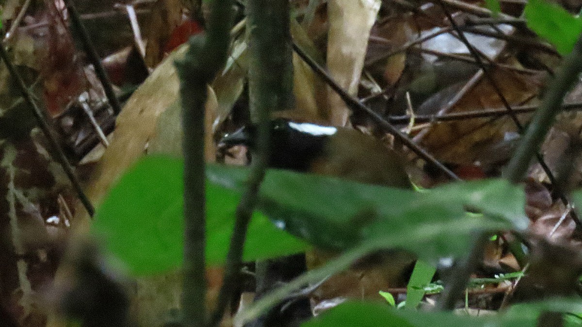 Black-breasted Gnateater - ML626396139