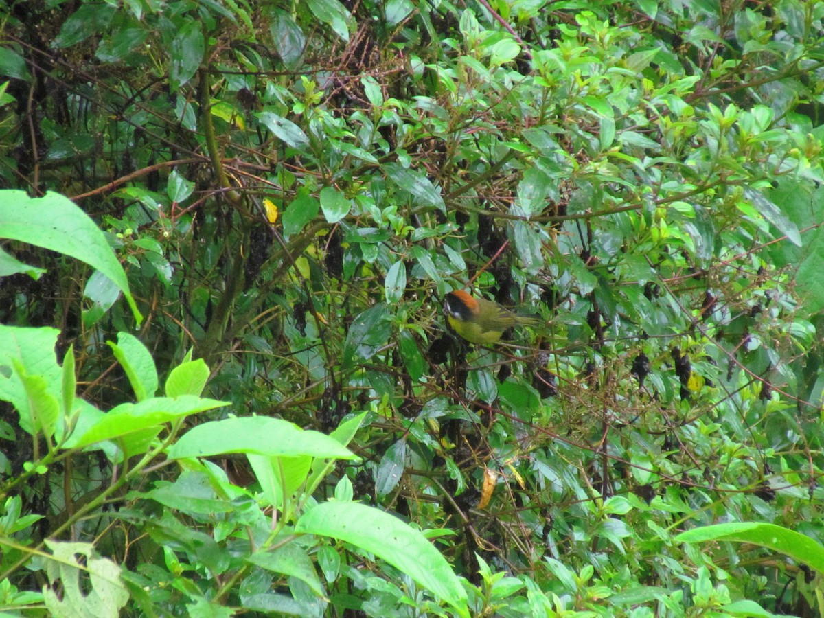 Moustached Brushfinch - ML626396651