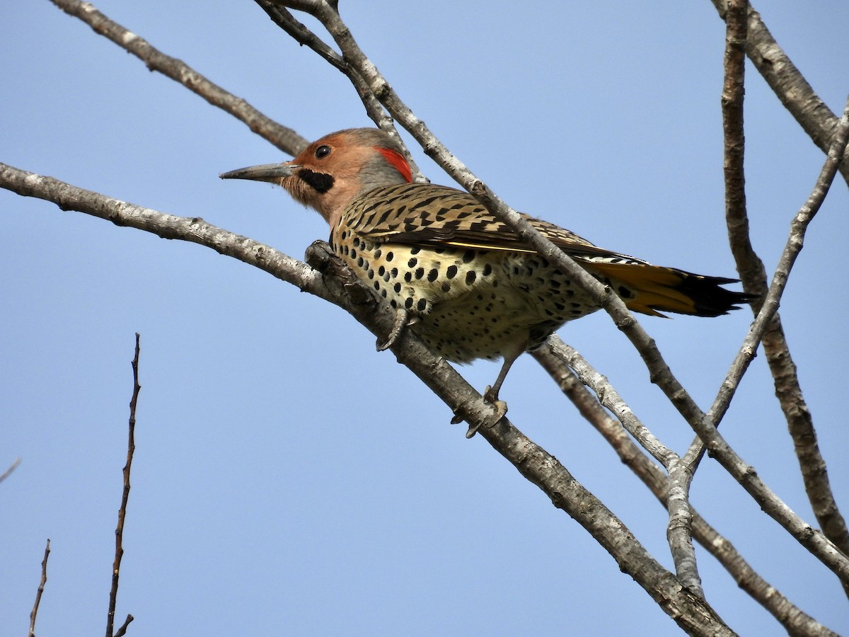 Northern Flicker (Yellow-shafted) - ML626396877