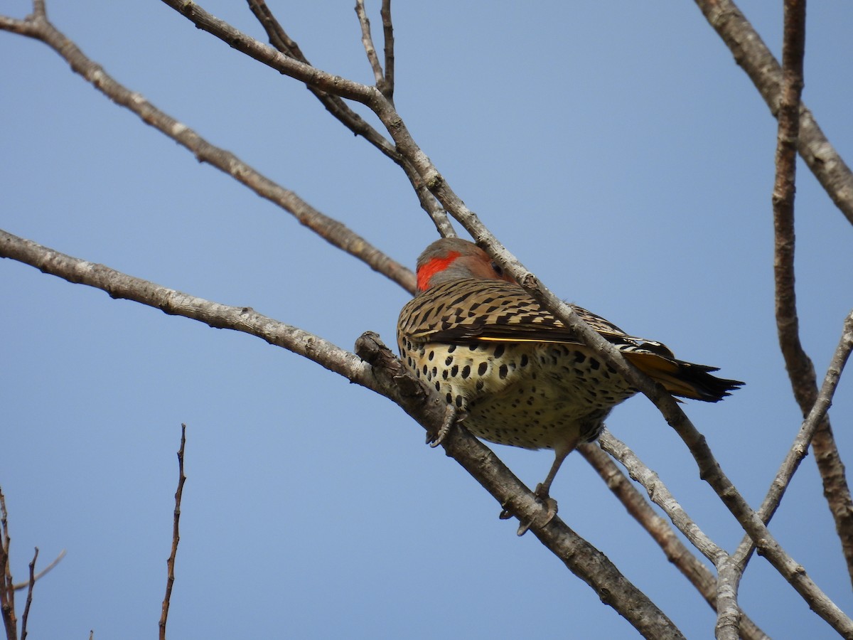 Northern Flicker (Yellow-shafted) - ML626396878