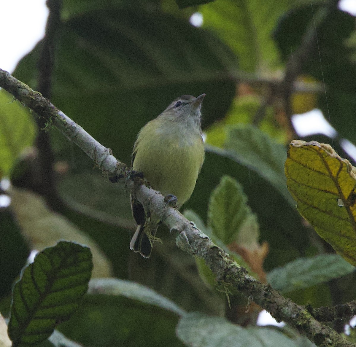 Braunkappenvireo - ML626396992