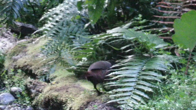 Black-throated Huet-huet - ML626397402