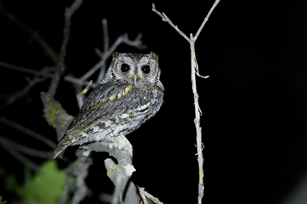 Flammulated Owl - ML626397463