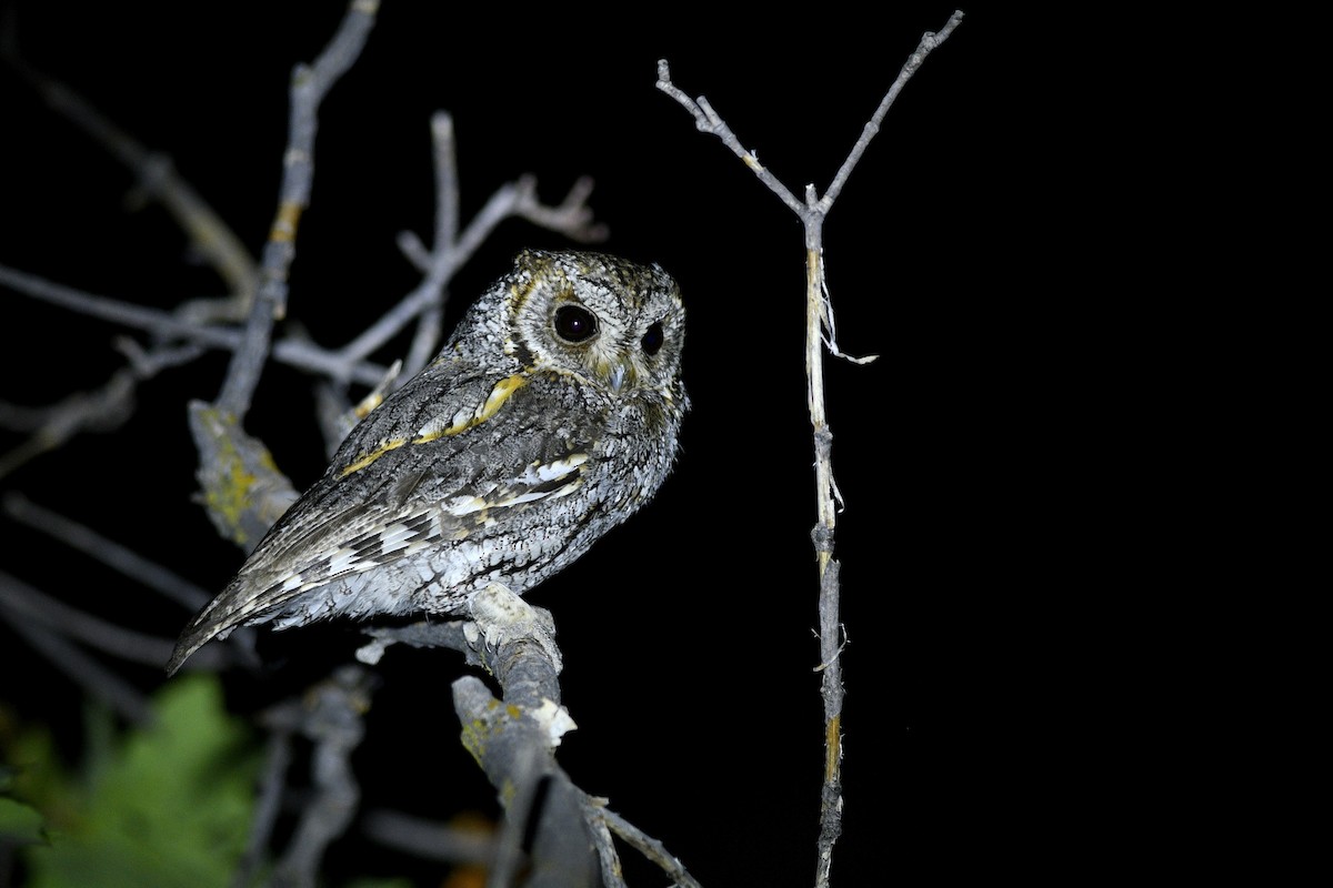 Flammulated Owl - ML626397464