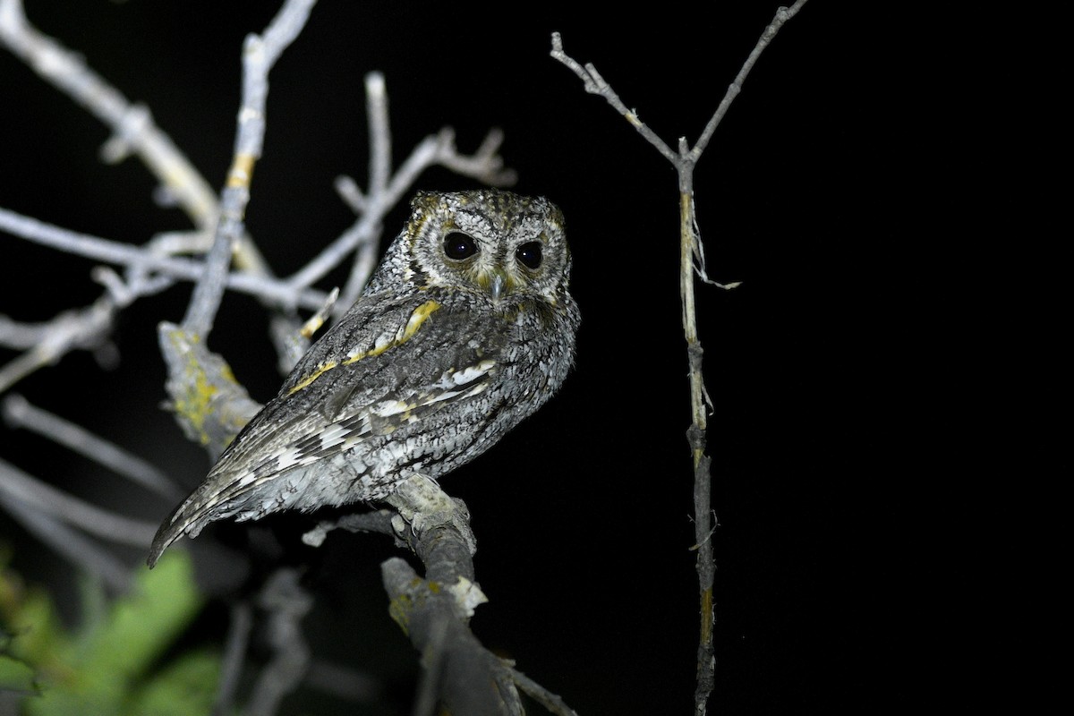 Flammulated Owl - ML626397465